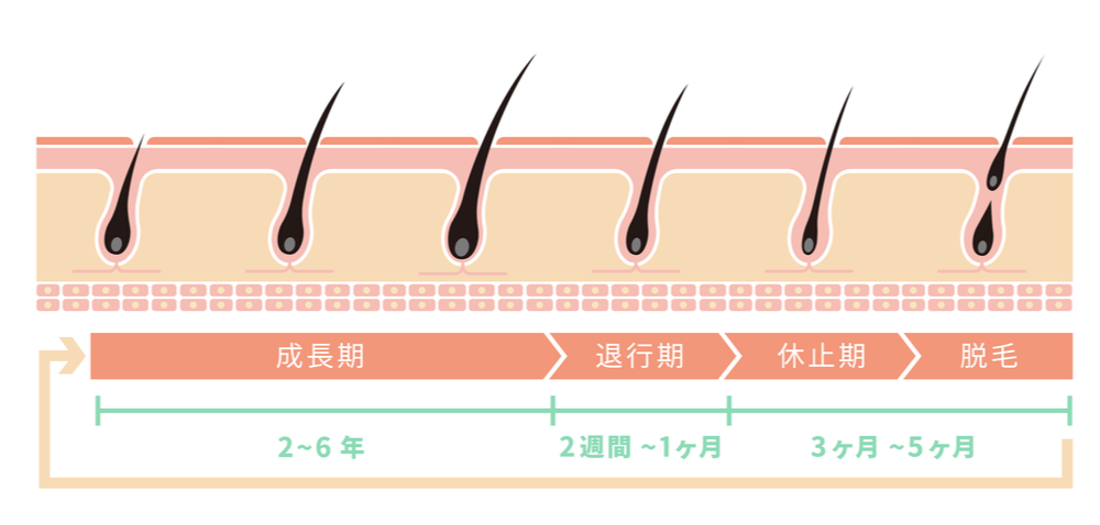 デュタステリドの効果